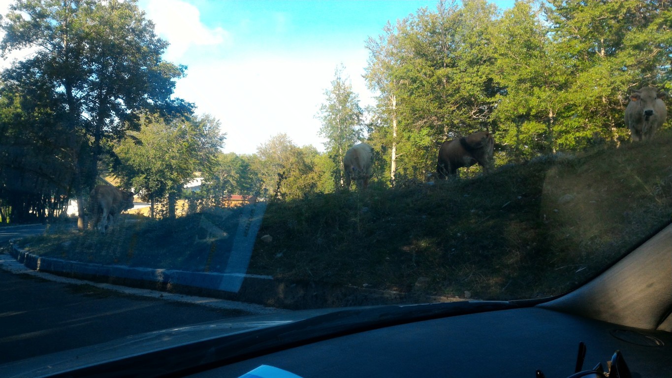 P_20160810_170916 .jpg